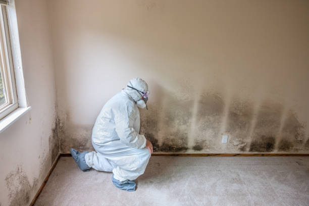 Best Commercial Mold Remediation in Chatsworth, GA
