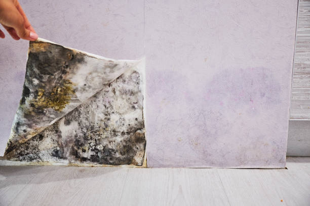 Best Industrial Mold Remediation in Chatsworth, GA